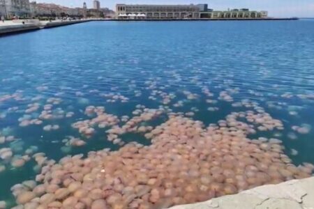 イタリア北東部の港に数千匹のクラゲが出現、港内を埋め尽くす
