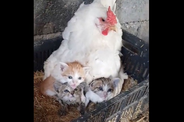 鶏小屋から猫の声 雌鶏が羽の下で子猫を育てていた 動画 Switch News スウィッチ ニュース