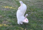 逆立ち歩きするウサギ種、その理由が解明された