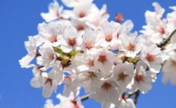 京都の桜の満開日、今年は1200年間で最も早かった！過去の日記を紐解き判明