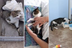 足が動かずヒトを威嚇していた猫が、元気な甘えん坊になる姿が感動的!