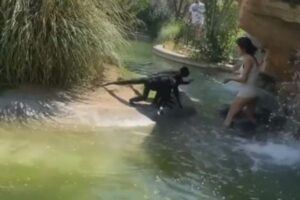 危険！米の動物園で女性がサルの敷地内に侵入、辛口チートスを与えてしまう