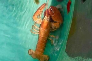 鮮やかなオレンジ色をした2匹のロブスター、運良く店で発見され保護