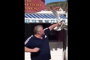 食べ物を奪われそうになった男性、カモメにパンチをくらわす
