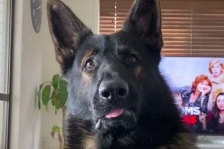 リタイヤした元警察犬、ある言葉に鋭く反応する動画が話題に