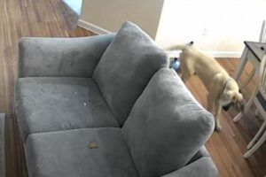 部屋の中で突然、大きな悲鳴を上げるワンコ、その意外すぎる理由とは？