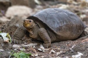 ガラパゴス諸島で発見されたゾウガメ、100年以上も前に絶滅した種であると判明