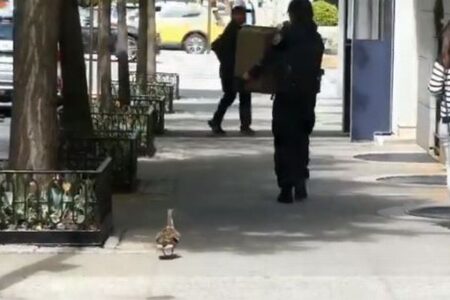 NYの警察官がカモの子供を保護、母親を誘導する作戦が大成功！