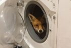 ロンドンにある家の洗濯機に野生のキツネが座っていた、住人もびっくり！