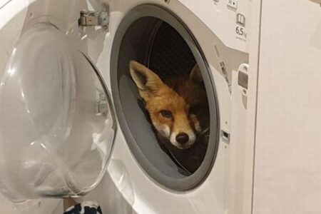 ロンドンにある家の洗濯機に野生のキツネが座っていた、住人もびっくり！