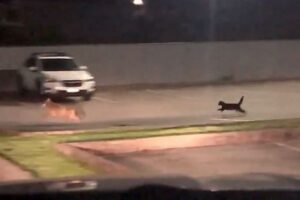 恐れ知らずのネコ、自分より大きな野生のコヨーテを追い回す