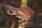 ニューギニアに生息するチョコレート色をしたカエル、新種だと判明
