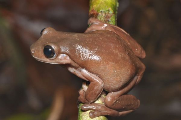 ニューギニアに生息するチョコレート色をしたカエル、新種だと判明