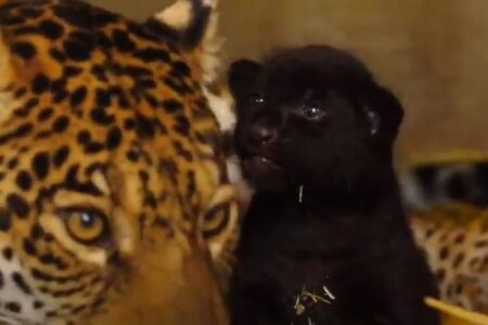 全身が黒いジャガーの赤ちゃんが誕生、保護施設がかわいい動画を公開