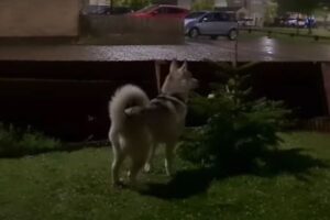 「なんだ？なんだ？どこだ？」生まれて初めて雷を聞いたハスキーの反応が可愛い！