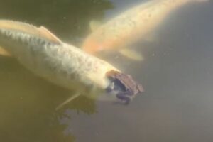 「ちょっと前が見えないんですけど…」鯉の頭にカエルが乗り、口や目を塞ぐ