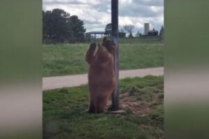 クマがポールに体を押し付けダンス、両手を広げて背中を掻く姿が面白い