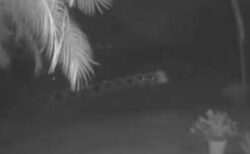 フロリダ州で2つの光る物体が並んで飛んでいく、不思議な動画を撮影