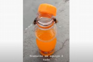 驚愕！2匹のハチが協力して「ファンタ」のキャップを開けてしまう