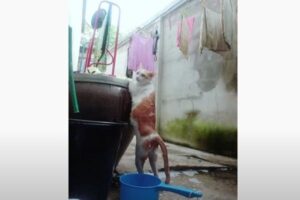 とってもお利口さんなネコ、身体を洗われている間も同じ姿勢を保ち続ける