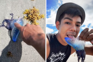 死亡例もある猛毒に気づかず、その生物を舐めてみせる動画にゾッとする