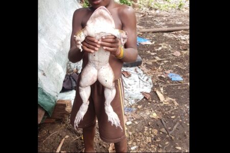 ソロモン諸島で撮影された赤ん坊サイズのカエルに驚き