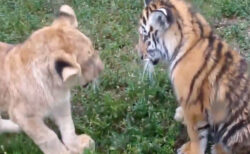 ライオンの子供とトラの子供が仲良く喧嘩【動画】