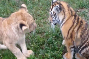 ライオンの子供とトラの子供が仲良く喧嘩【動画】