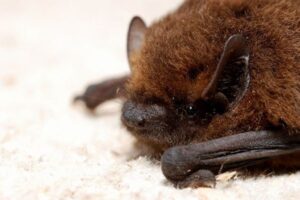 新型コロナは武漢の研究所で人工的に操作された？研究論文の内容を英紙が報じる