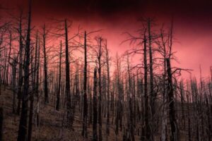 密かに地中で燃え続けるゾンビ・ファイヤー、再び引火し森林火災を発生させる