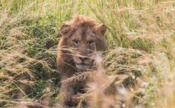 殺すために育てる…南アフリカでライオンの繁殖ビジネスを禁止へ