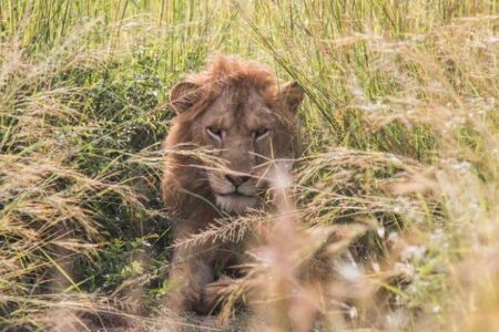 殺すために育てる…南アフリカでライオンの繁殖ビジネスを禁止へ