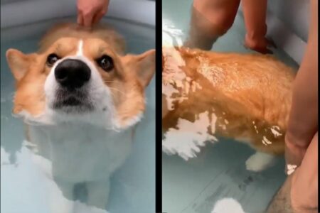 【動画】コーギー犬の尻について、全人類が知るべき大発見が公表される【癒し】