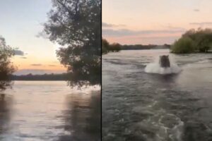 カバがバタフライで追いかけてくる!美しい自然を満喫中に起きた恐怖体験