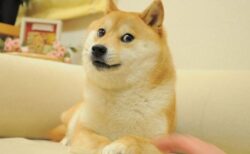 柴犬の画像「Doge」がNFTに出品され、最高額の4億円で落札