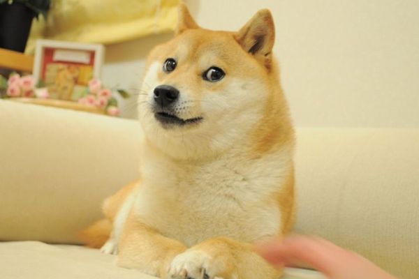 柴犬の画像「Doge」がNFTに出品され、最高額の4億円で落札