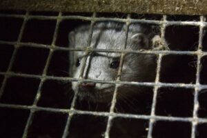 世界で初めて、イスラエルが国として毛皮の販売を禁止へ