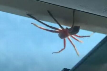 着陸直前の機内に巨大なクモが出現、パイロットの反応とは？