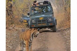 「こっちにいるんですけど…」カメラに注目されず、寂しげなベンガルトラ