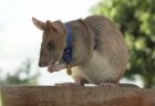 カンボジアで地雷を除去し続けてきたヒーロー・ネズミ、ついに引退へ