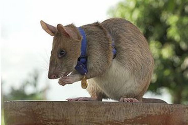 カンボジアで地雷を除去し続けてきたヒーロー・ネズミ、ついに引退へ