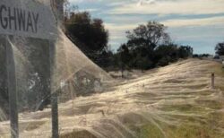 オーストラリアでクモの巣が大量発生、草や道路標識まで白い糸で覆われる