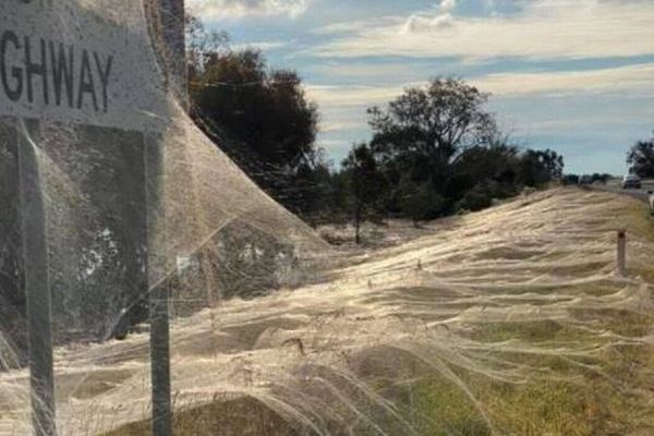 オーストラリアでクモの巣が大量発生、草や道路標識まで白い糸で覆われる
