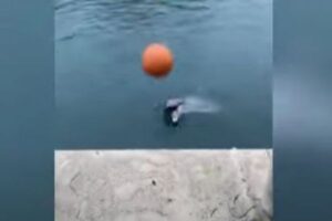 女性と一緒にキャッチボールをするイルカが、賢くてかわいい！