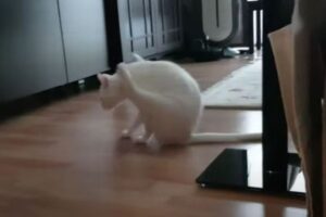 まるで体操選手！後ろ足を浮かし、前足だけで歩くニャンコが面白い