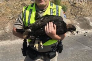 アリゾナ州で気温が48℃に上昇、暑さにより飛べない猛禽類が続出