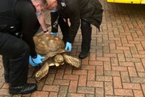 イギリスで飼われていたゾウガメが逃走、自宅から1.6kmも離れた場所で発見
