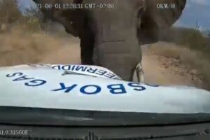 巨大なゾウが突然、車に突進してきた！牙でボンネットを破壊
