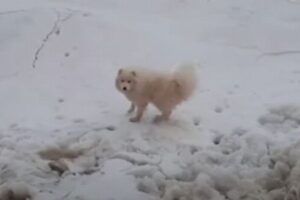 北極海の氷の上にワンコ、偶然船の乗組員に発見され保護