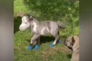 犬より小さなミニチュアホース、生まれて間もない赤ちゃんが激カワ